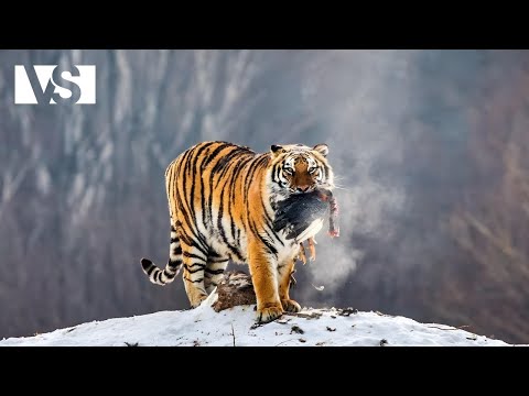 Видео: СИБИР НЕПОКОРЕНА | Между вълци, тигри и вечни ледове - Документален филм за животни