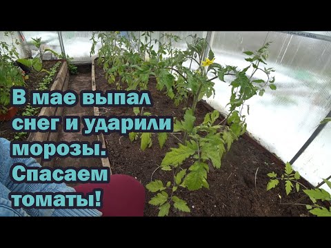 Видео: В мае выпал снег и ударили морозы. Как спасти томаты в теплице?