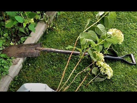 Видео: Стронг Анабель 🥰 особливості вирощування #саджанці #багаторічник #гортензія #деревовидна #hydrangea