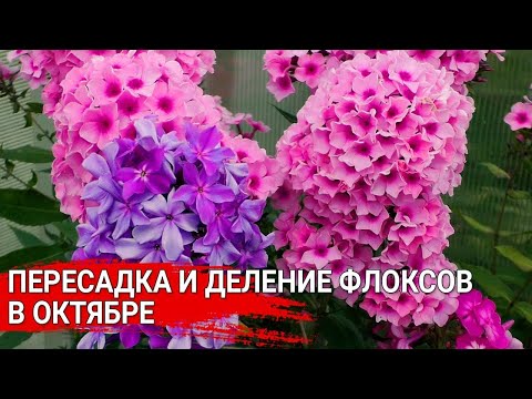 Видео: Пересадка и деление флоксов в октябре