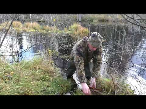 Видео: Охота на бобра капканами 2017г