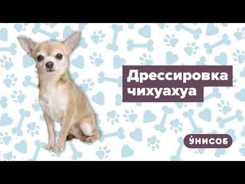 Видео: Дрессировка чихуахуа