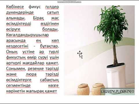 Видео: "Фикус гүлінің пайдасы"  Жасыл дәріхана үйірмесі 6 сынып