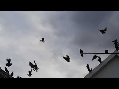 Видео: Кировоградские голуби.тел.(+38)067-705-12-19