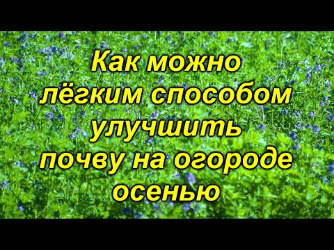 Видео: Наполните почву атмосферным азотом!.