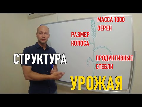 Видео: Структура урожая: кущение, стеблестой, озерненность колоса, масса 1000 зерен