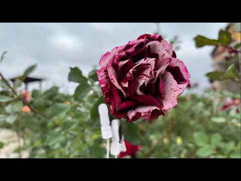 Видео: Звукът на розата на Екатерина Дафовска / Музикален инструмент: Маримба