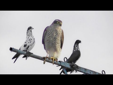 Видео: Ястреб Исполняет! Голуби в Шоке! Борьба Продолжается!