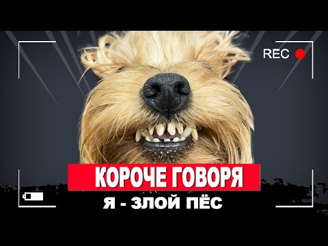 Видео: КОРОЧЕ ГОВОРЯ, Я ЗЛОЙ ПЁС