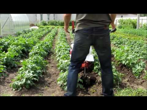 Видео: Окучивание картошки//Мотоблок weima 1050(клон фаворита)