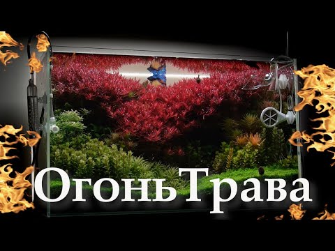 Видео: Секрет выращивания красных аквариумных растений