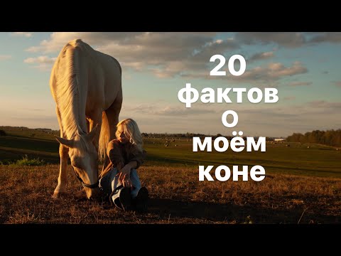 Видео: TAG: 20 фактов о моём коне