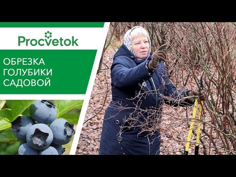 Видео: ОБРЕЗКА ГОЛУБИКИ для очень крупных ягод! Все тонкости обрезки голубики