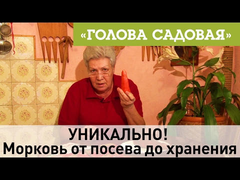 Видео: Голова садовая - УНИКАЛЬНО! Морковь от посева до хранения
