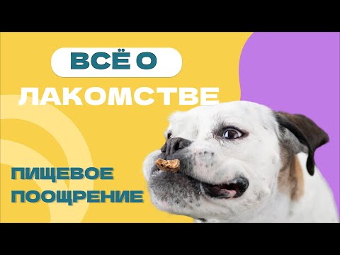 Видео: ВСЁ ПРО ЛАКОМСТВО: как выбрать вкусняшку, сколько давать, как готовить дома вкусняшки для собак
