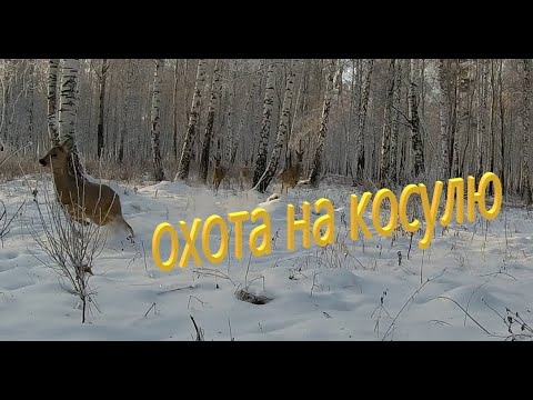 Видео: Охота на косулю