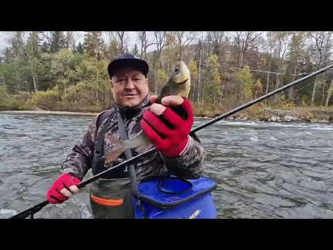 Видео: Обильная Forever