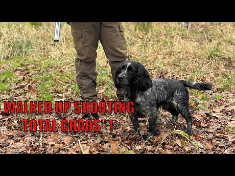Видео: Пешая охота с рабочими кокер-спаниелями