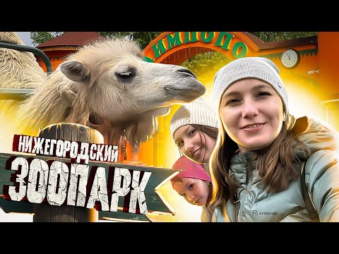 Видео: ЗООПАРК в Нижнем Новгороде ЛУЧШЕ Зоопарка в Москве? / Зоопарк ЛИМПОПО - Куда сходить в Нижнем