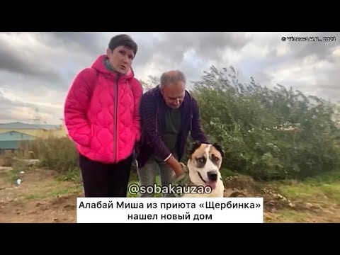 Видео: Алабай Миша из приюта «Щербинка» уехал домой! Проект Собака Юзао.