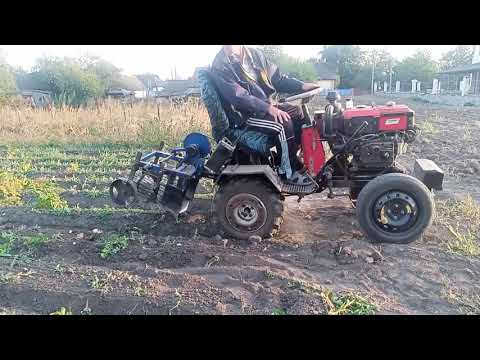 Видео: Копаю картоплю Рівєру другий врожай