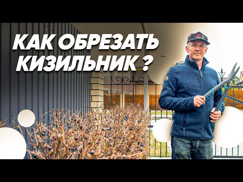 Видео: ОБРЕЗКА КУСТАРНИКОВ. Как Обрезать Кизильник? Обрезка Кизильника.