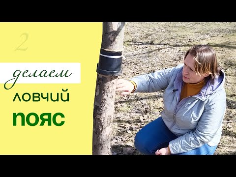 Видео: Как сделать ЭФФЕКТИВНЫЙ ЛОВЧИЙ ПОЯС от вредителей на плодовых деревьях