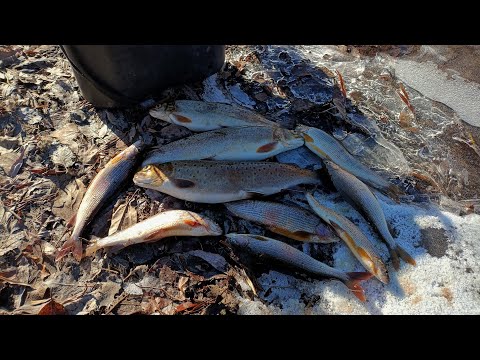 Видео: Горная рыбалка. Хариус, ленок