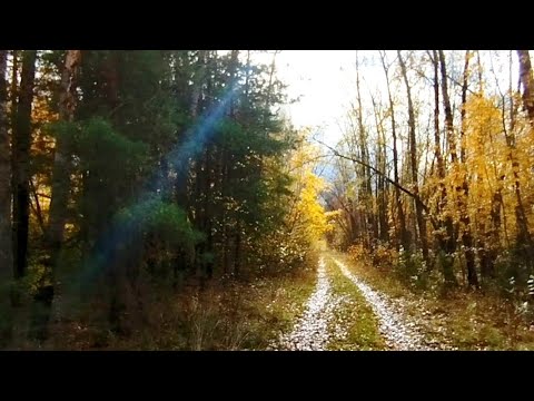 Видео: ПРОПИЛКА ПУТИКА/ ПРОРУБАЕМ ДОРОГУ/ УМКА ВЕРХОЛАЗКА/