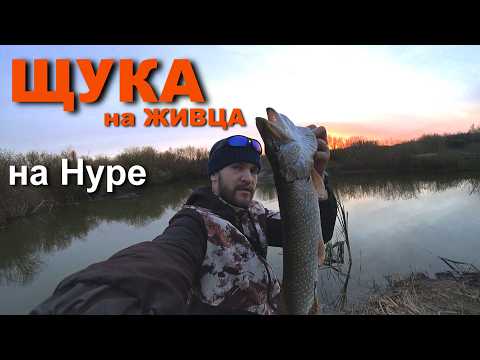 Видео: РЫБАЛКА на Нуре.за Щукой на живца снова. Диалоги о Рыбалке! #рыбалка #щука #dji #нура #вашнезнакомец