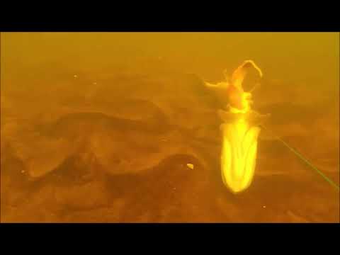 Видео: Подводная охота на реке