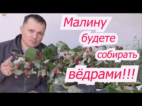 Видео: Первая весенняя подкормка малины, от которой зависит урожай.