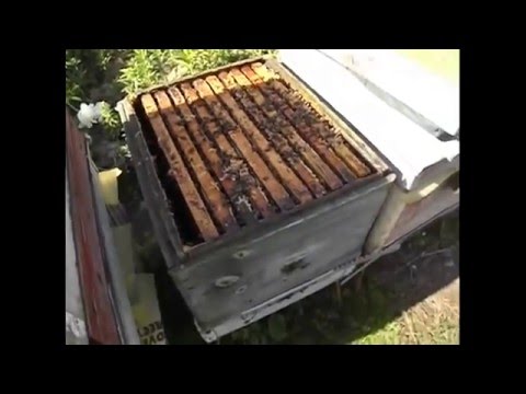 Видео: 12 или 10 рамочный дадан с магазинами - и мед получить и роения не бояться