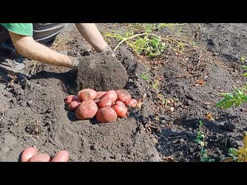 Видео: Выкопал картофель разных сортов 03.09.22