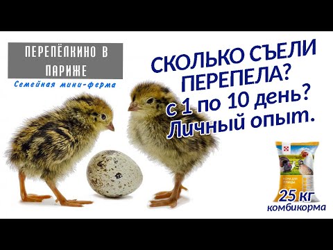 Видео: СКОЛЬКО СЪЕЛИ ПЕРЕПЕЛА ЗА 10 ДНЕЙ  КАК ОНИ ВЫГЛЯДЯТ  ЛИЧНЫЙ ОПЫТ