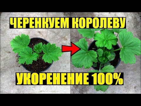 Видео: Размножение королевской пеларгонии черенками