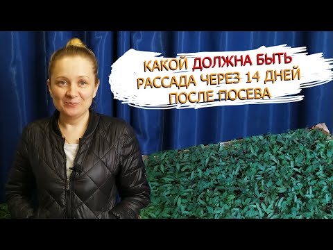 Видео: Рассада томатов у нас всегда крепкая и изумрудно-зелёного цвета!