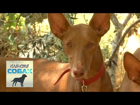 Видео: Фараонова собака. Планета собак 🌏 Моя Планета