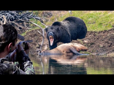 Видео: Захватывающее противостояние медведя и охотника, часть 2