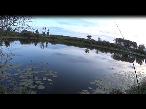 Видео: Вечерняя зорька на Мокше.