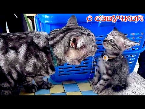 Видео: СМЕШНЫЕ КОТЫ! - С ОЗВУЧКОЙ! Приколы с животными! СМЕШНОЕ ВИДЕО С КОТАМИ!