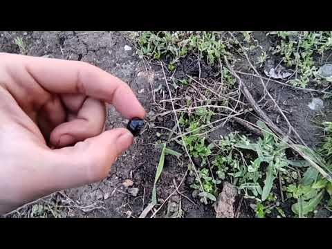 Видео: Черный жук - кравчик (он же головачь, стрегунец). Борьба с ним