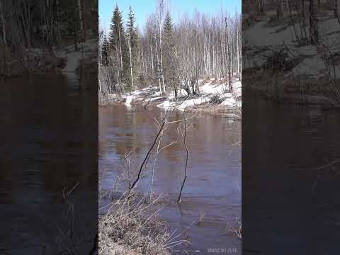 Видео: Природная тусовка на Черной речке (р. Коми, г. Усинск) - 05.06.2024