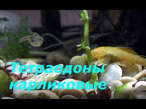 Видео: Новые рыбки тетраодоны карликовые