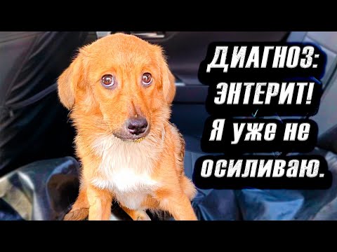 Видео: Что и следовало ожидать😣. Подобранные щенки женщиной легли на мои плечи.Распаковка посылки🙈