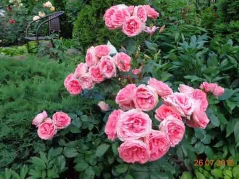 Видео: Сад Людмилы в Осиновой Роще-СПб- в Контакте...https://vk.com/id127371941