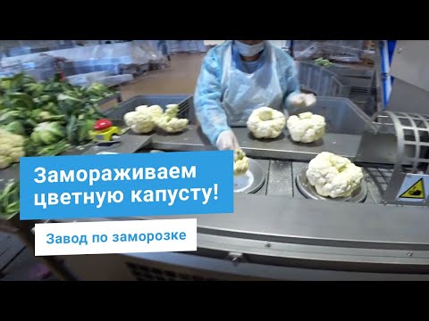 Видео: Цветная капуста и брокколи - линия заморозки 2000 кг/час. Мойка и шоковая заморозка овощей на заводе