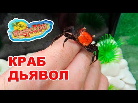 Видео: Краб красный дьявол. Red Devil Crab (Geosesarma sp. Red Devil). DIY.