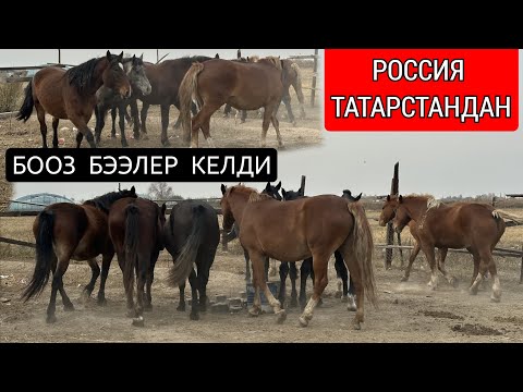 Видео: ҮЙҮР БООЗ БЭЭЛЕР ТАТАРДАН КЕЛДИ👍30 октября 2025 г.