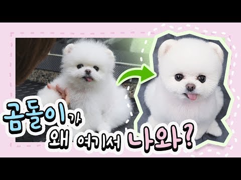 Видео: Спа и уход с ножницами в собачьем салоне! Первый выпуск Pongki's Bear-cut !!